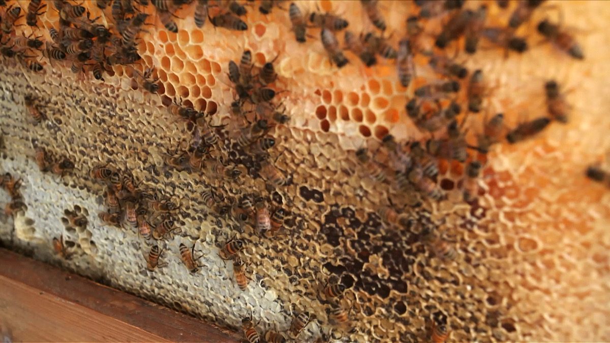 蜜蝋の蓋がされた巣板に集まるミツバチたち(天山の採蜜地にて)