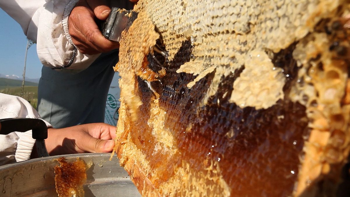 蜜蓋を切ると、完熟した蜜がゆっくりと滴り落ちる